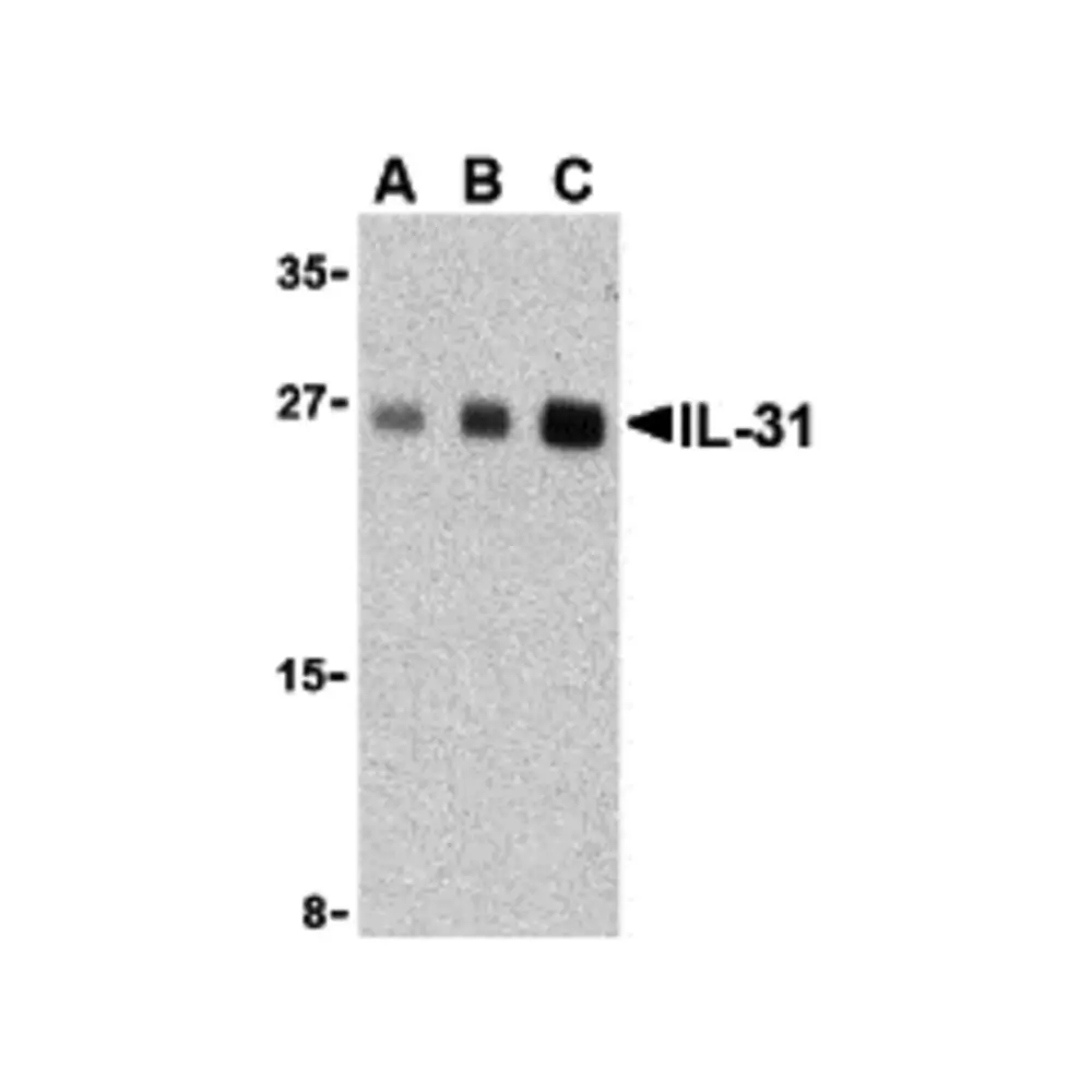 ProSci 3747_S IL-31 Antibody, ProSci, 0.02 mg/Unit Primary Image