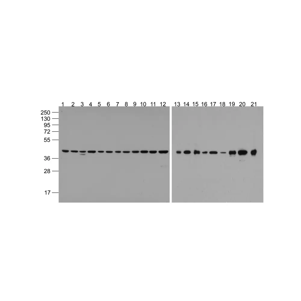 ProSci 3779-HRP beta-Actin Antibody (HRP), ProSci, 0.1 mg/Unit Primary Image