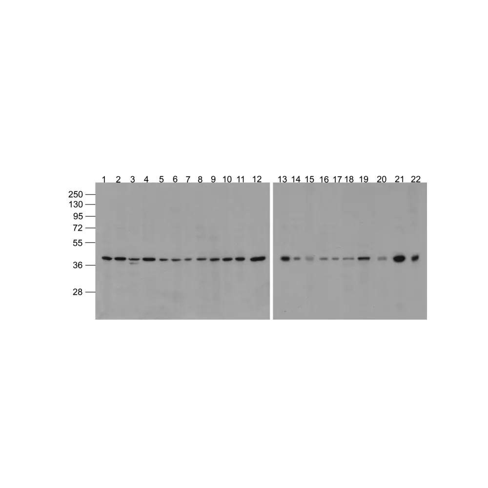 ProSci 3779-biotin beta-Actin Antibody (biotin), ProSci, 0.1 mg/Unit Primary Image