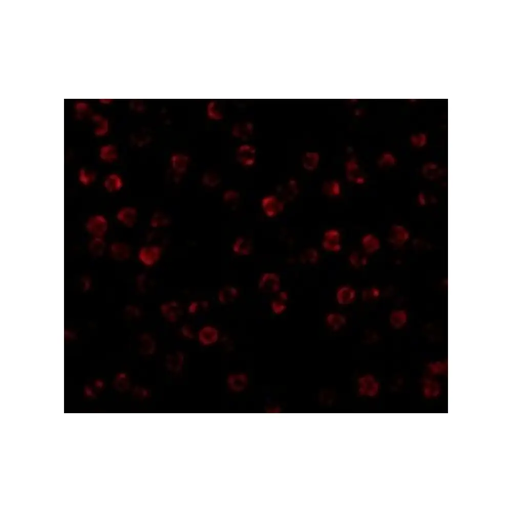 ProSci 3779_S beta-Actin Antibody, ProSci, 0.02 mg/Unit Tertiary Image
