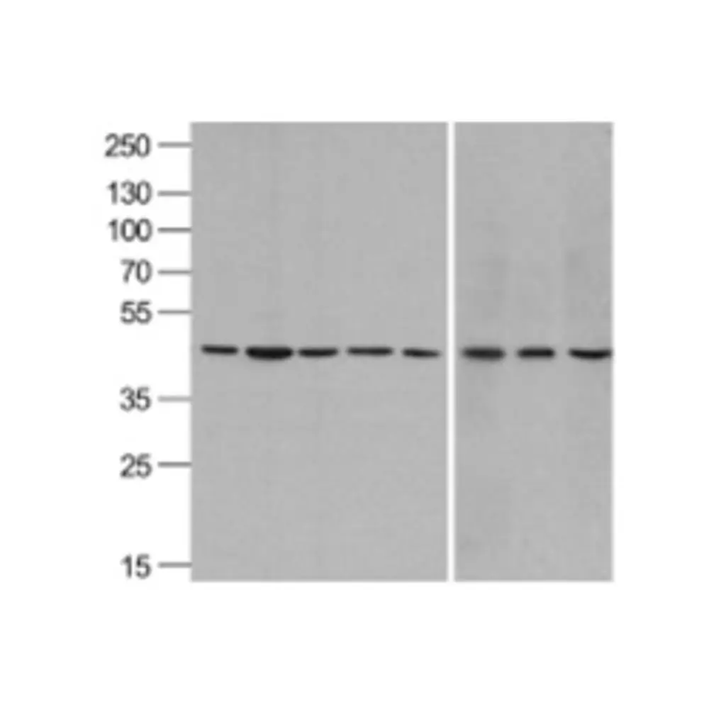 ProSci 3779_S beta-Actin Antibody, ProSci, 0.02 mg/Unit Primary Image