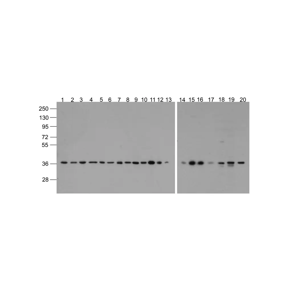 ProSci 3781-biotin_S GAPDH Antibody (biotin), ProSci, 0.02 mg/Unit Primary Image