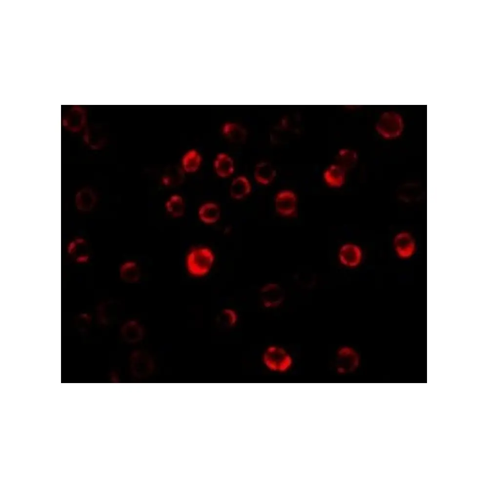 ProSci 3781 GAPDH Antibody, ProSci, 0.1 mg/Unit Tertiary Image