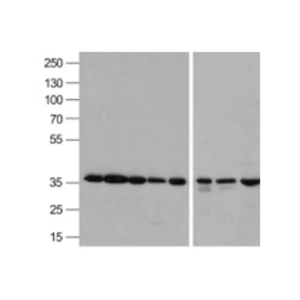 ProSci 3781_S GAPDH Antibody, ProSci, 0.02 mg/Unit Primary Image
