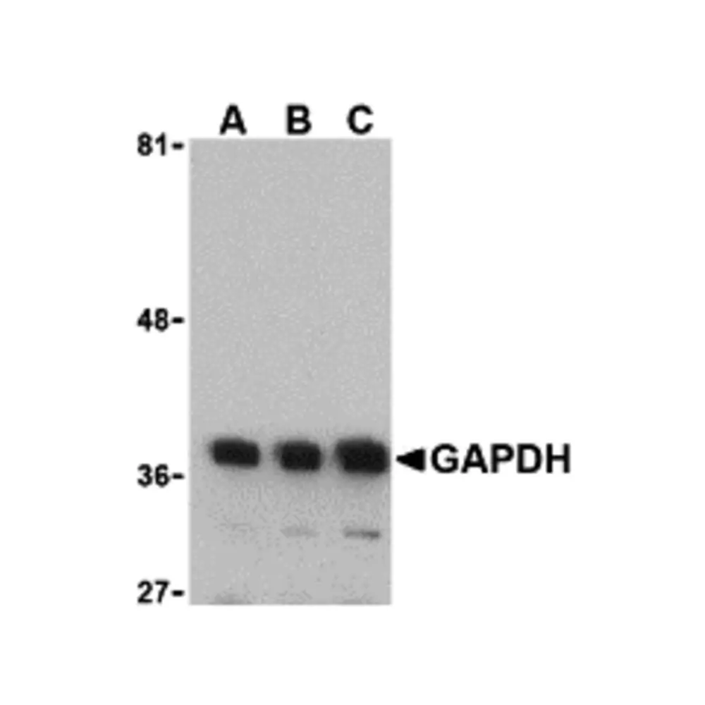 ProSci 3783 GAPDH Antibody, ProSci, 0.1 mg/Unit Primary Image