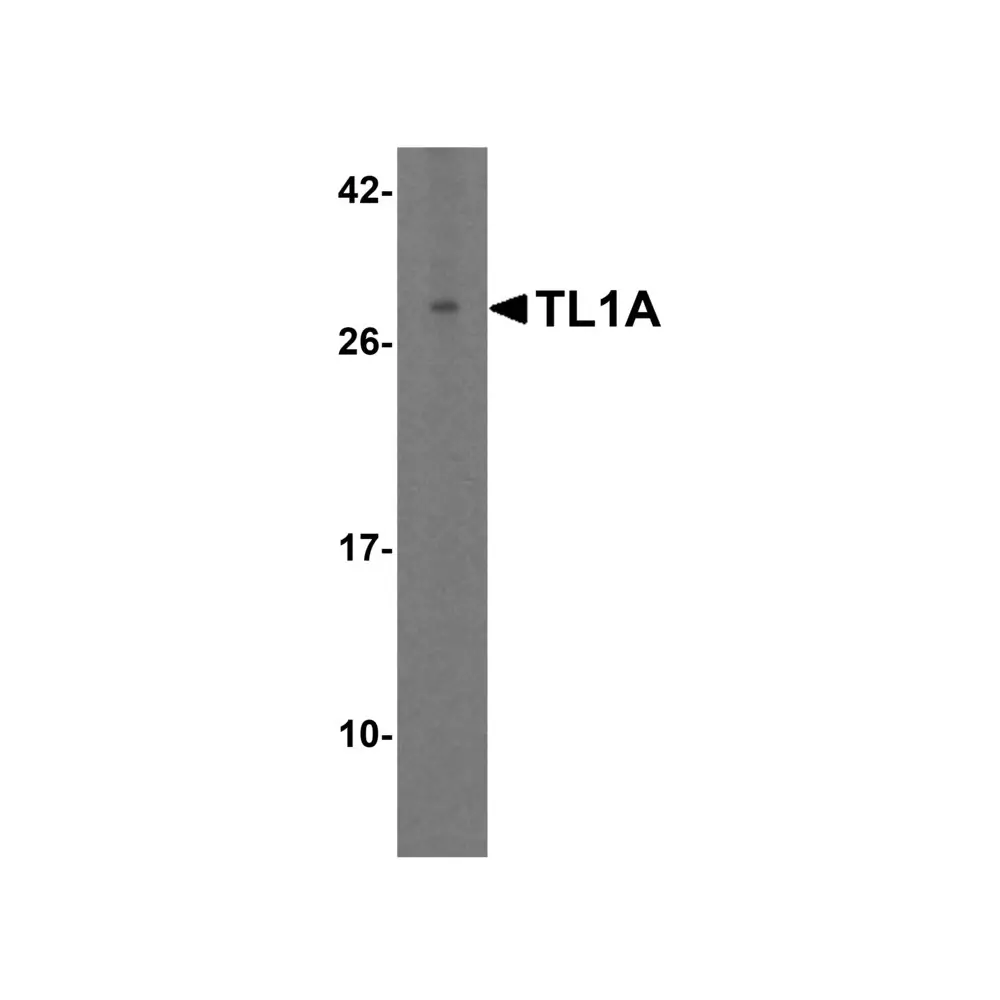 ProSci 3789_S TL1A Antibody, ProSci, 0.02 mg/Unit Primary Image