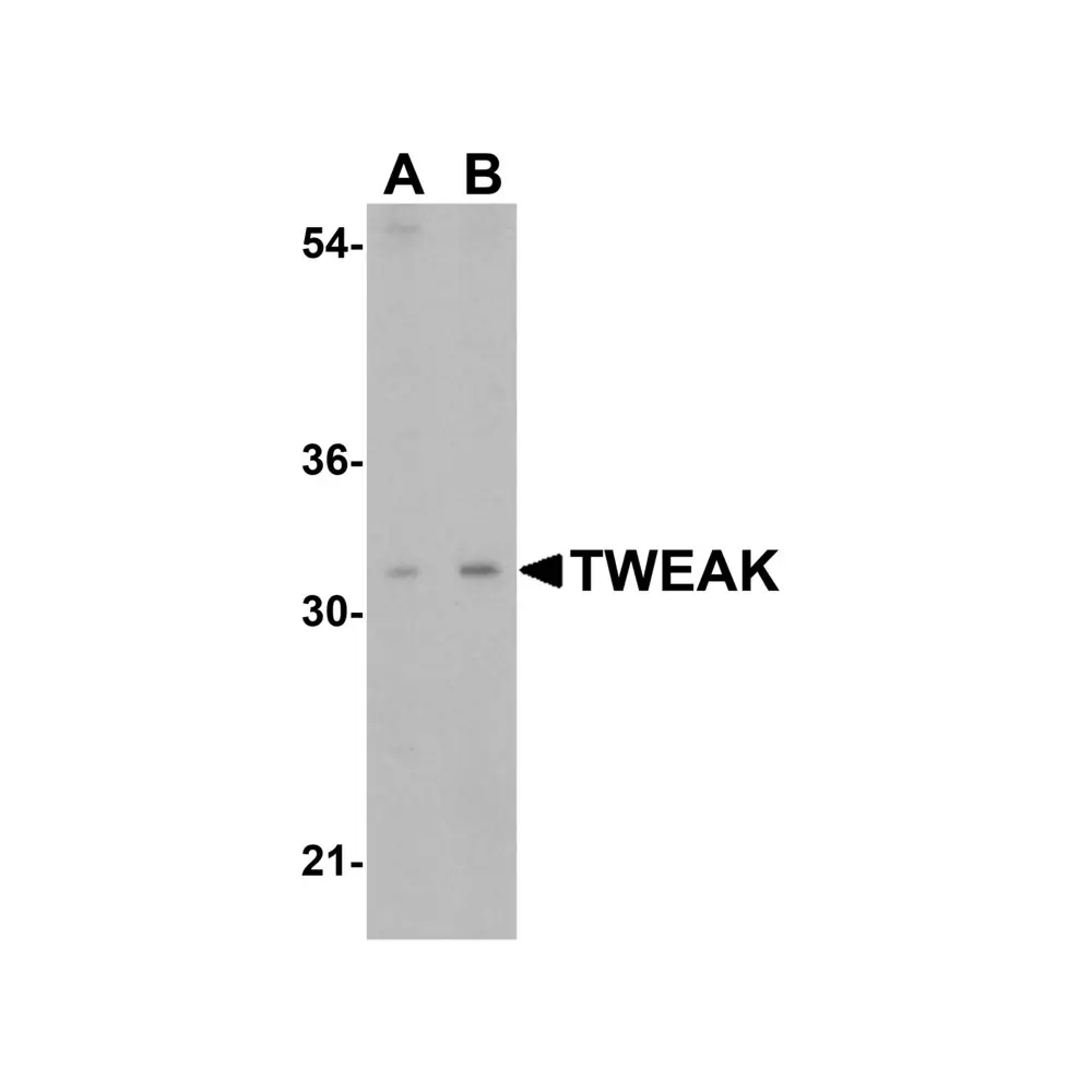 ProSci 3791_S TWEAK Antibody, ProSci, 0.02 mg/Unit Primary Image