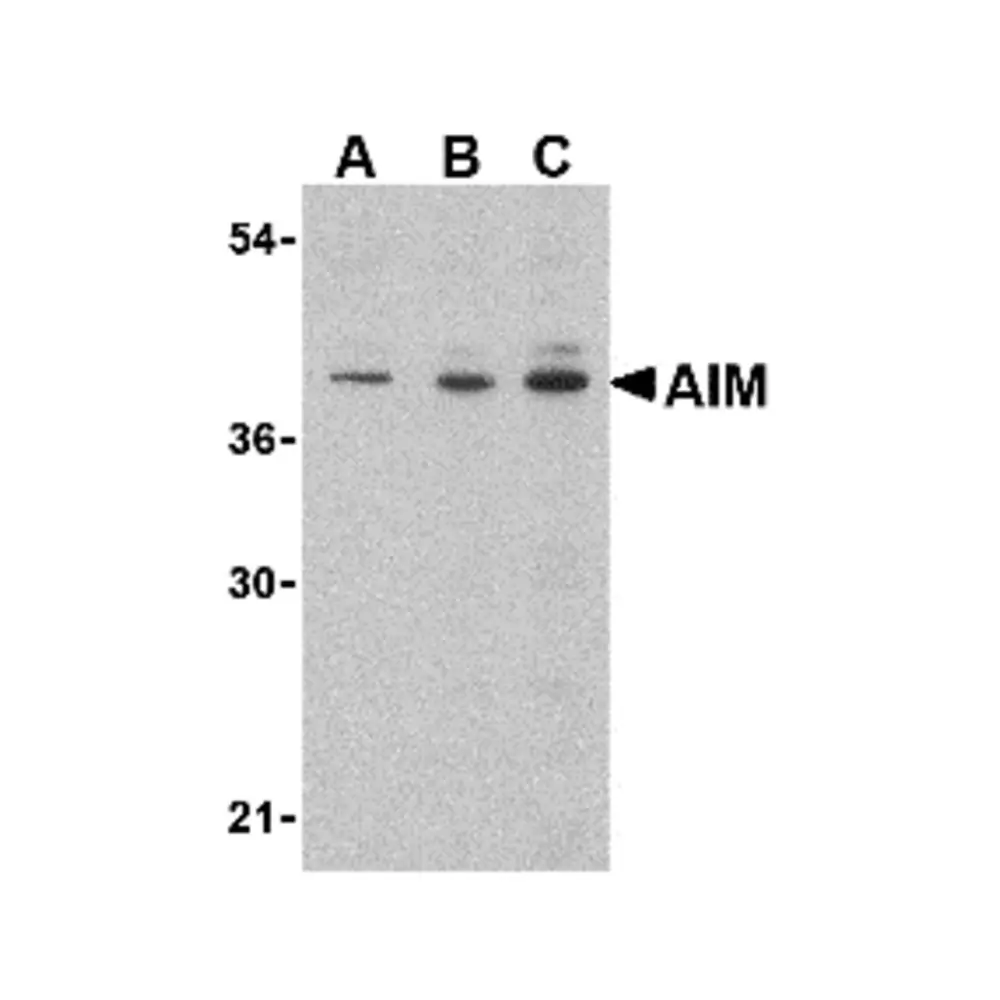 ProSci 3805 AIM Antibody, ProSci, 0.1 mg/Unit Primary Image