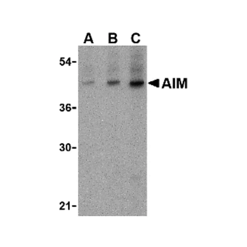 ProSci 3807 AIM Antibody, ProSci, 0.1 mg/Unit Primary Image