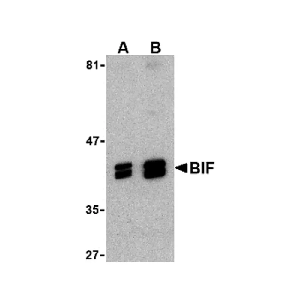 ProSci 3817 Bif Antibody, ProSci, 0.1 mg/Unit Primary Image