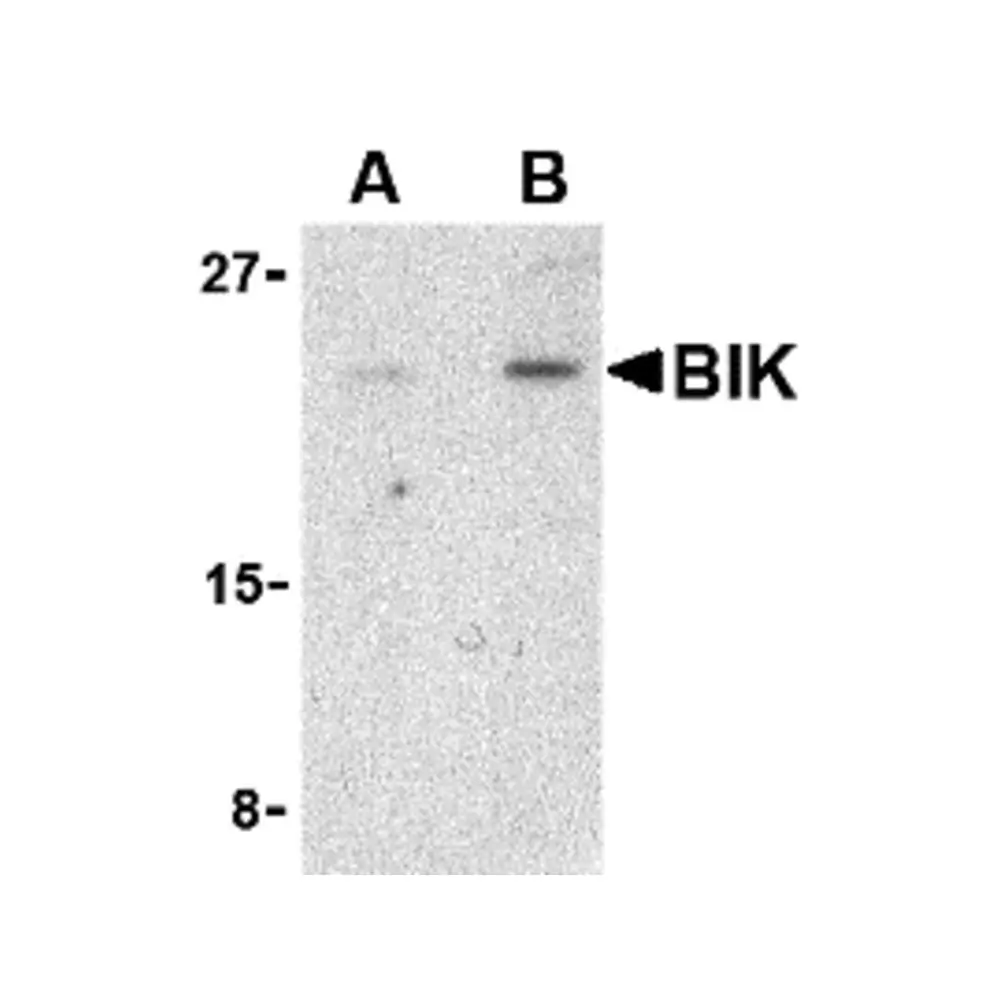 ProSci 3819 Bik Antibody, ProSci, 0.1 mg/Unit Primary Image