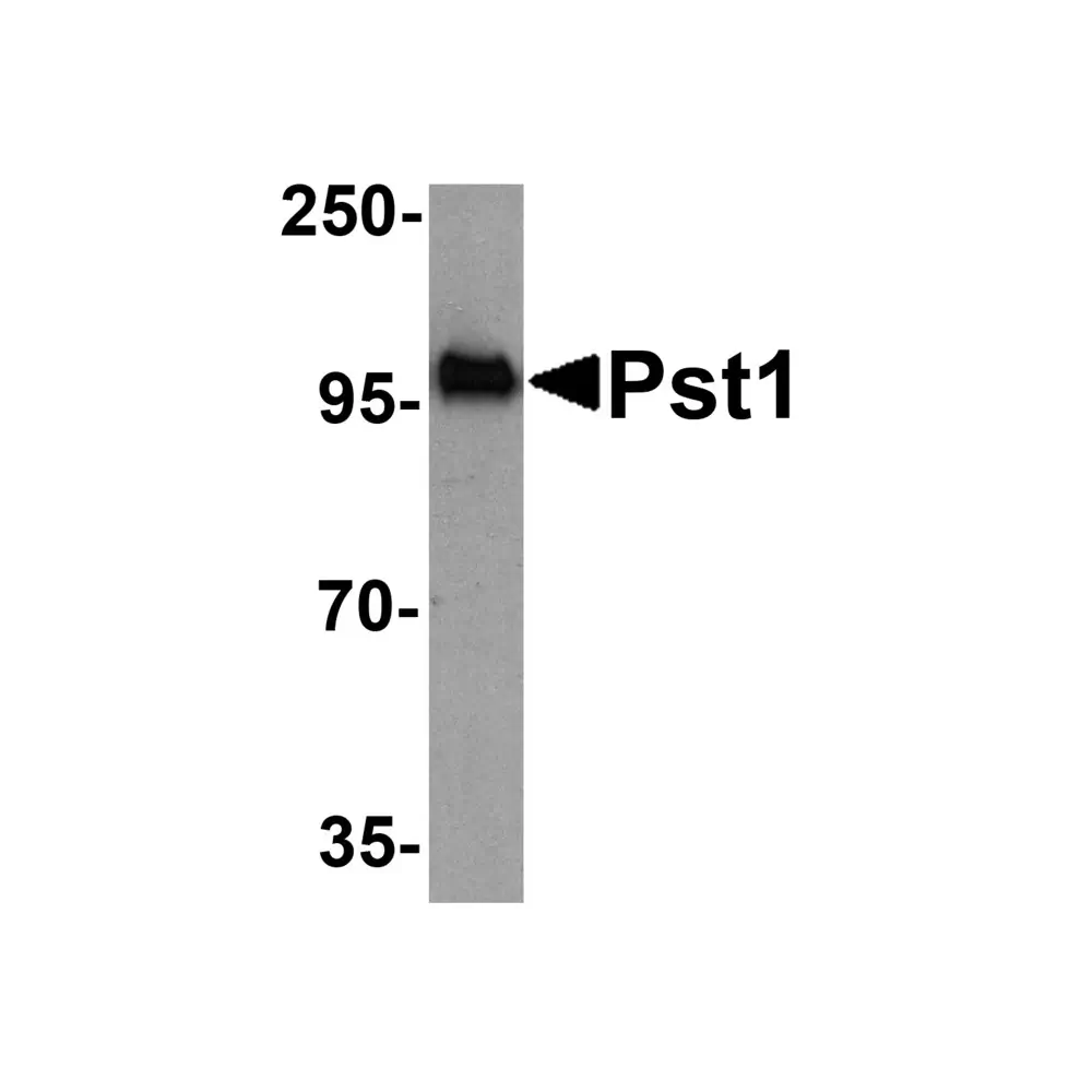 ProSci 3825 Pst1 Antibody, ProSci, 0.1 mg/Unit Primary Image