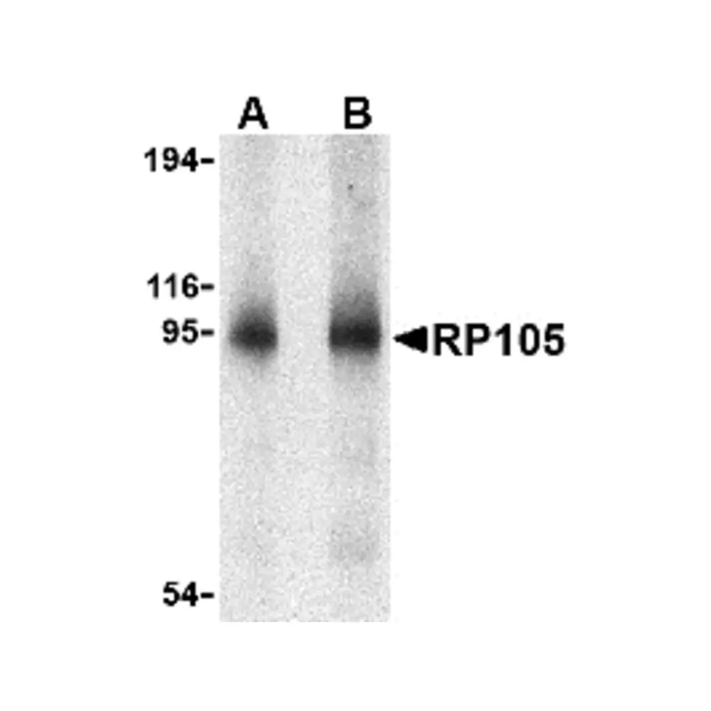ProSci 3843_S RP105 Antibody, ProSci, 0.02 mg/Unit Primary Image