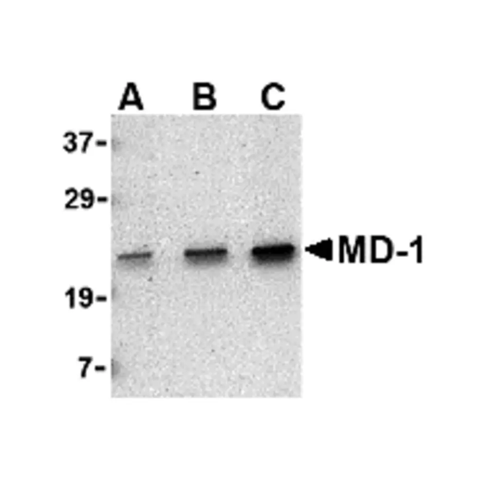 ProSci 3847 MD-1 Antibody, ProSci, 0.1 mg/Unit Primary Image
