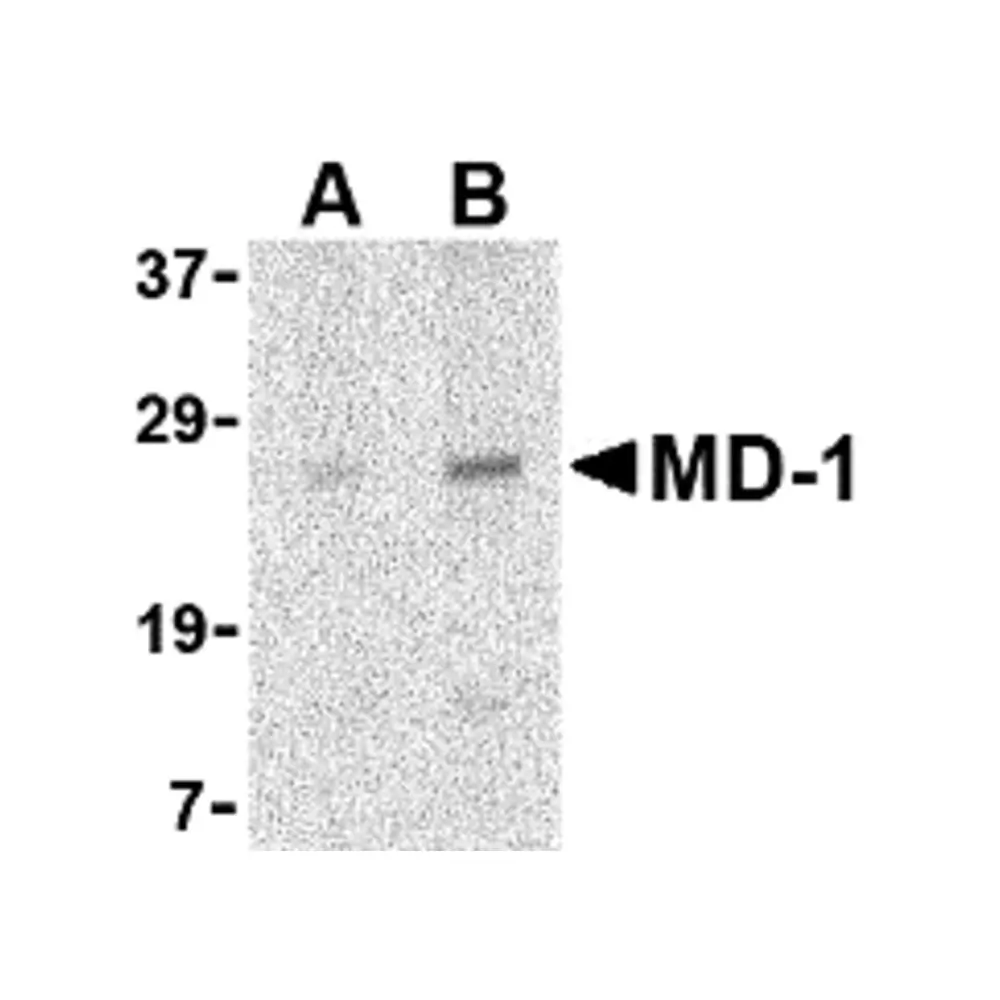 ProSci 3851_S MD-1 Antibody, ProSci, 0.02 mg/Unit Primary Image