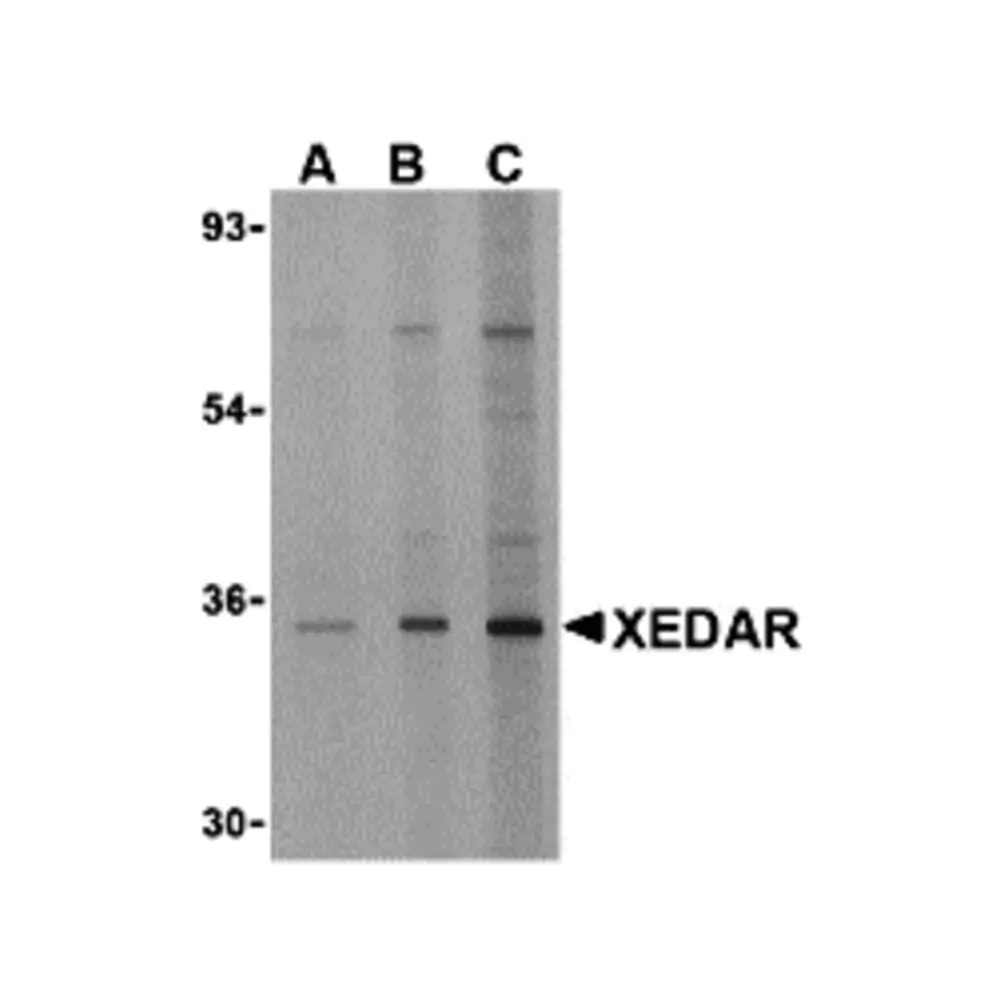 ProSci 3855_S XEDAR Antibody, ProSci, 0.02 mg/Unit Primary Image