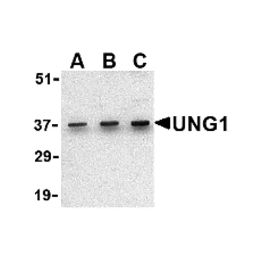 ProSci 3863 UNG1 Antibody, ProSci, 0.1 mg/Unit Primary Image