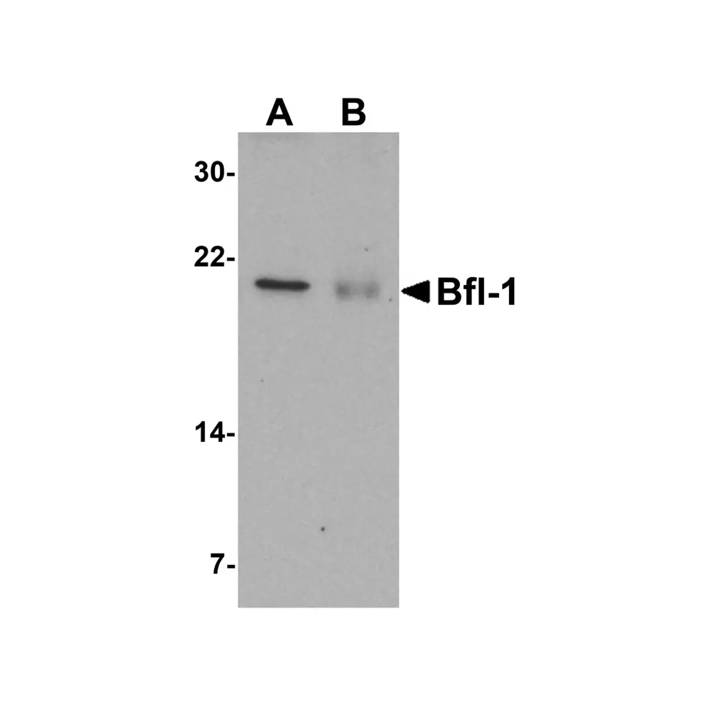ProSci 3873_S Bfl-1 Antibody, ProSci, 0.02 mg/Unit Primary Image