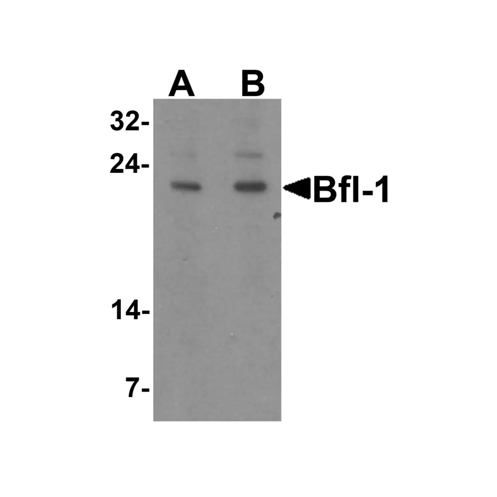 ProSci 3875 Bfl-1 Antibody, ProSci, 0.1 mg/Unit Primary Image