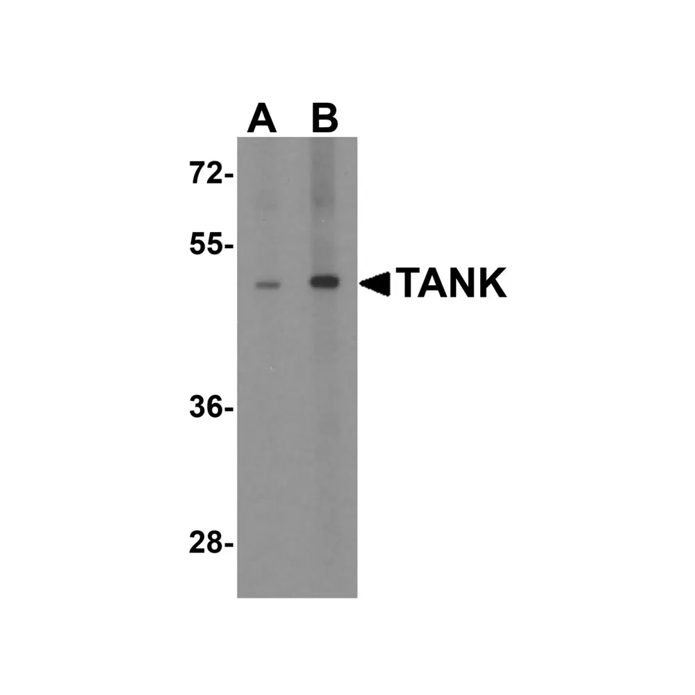 ProSci 3877 TANK Antibody, ProSci, 0.1 mg/Unit Primary Image