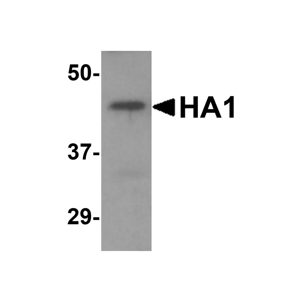 ProSci 3909_S Avian Influenza H5N1 Hemagglutinin (NT) Antibody, ProSci, 0.02 mg/Unit Primary Image