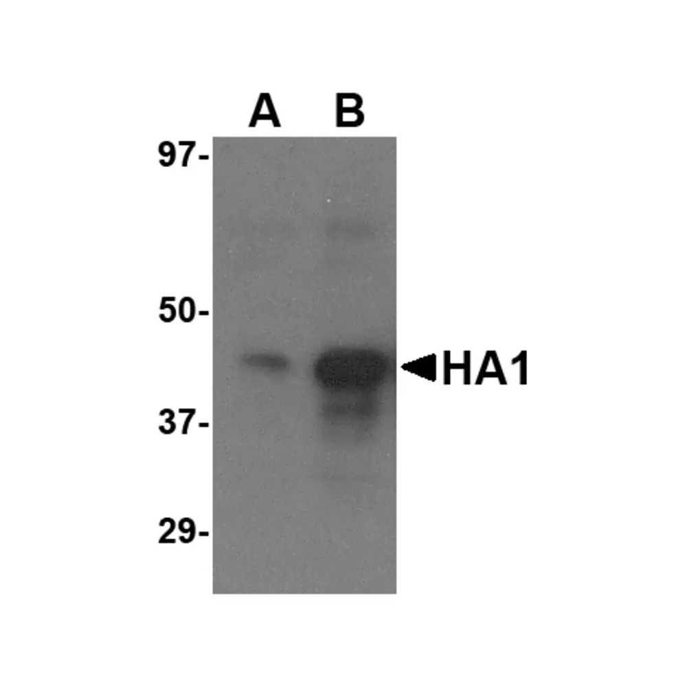 ProSci 3911 Avian Influenza H5N1 Hemagglutinin (IN1) Antibody, ProSci, 0.1 mg/Unit Primary Image