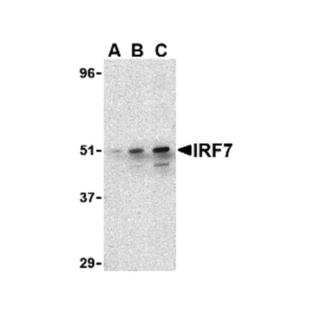 ProSci 3941_S IRF7 Antibody, ProSci, 0.02 mg/Unit Primary Image