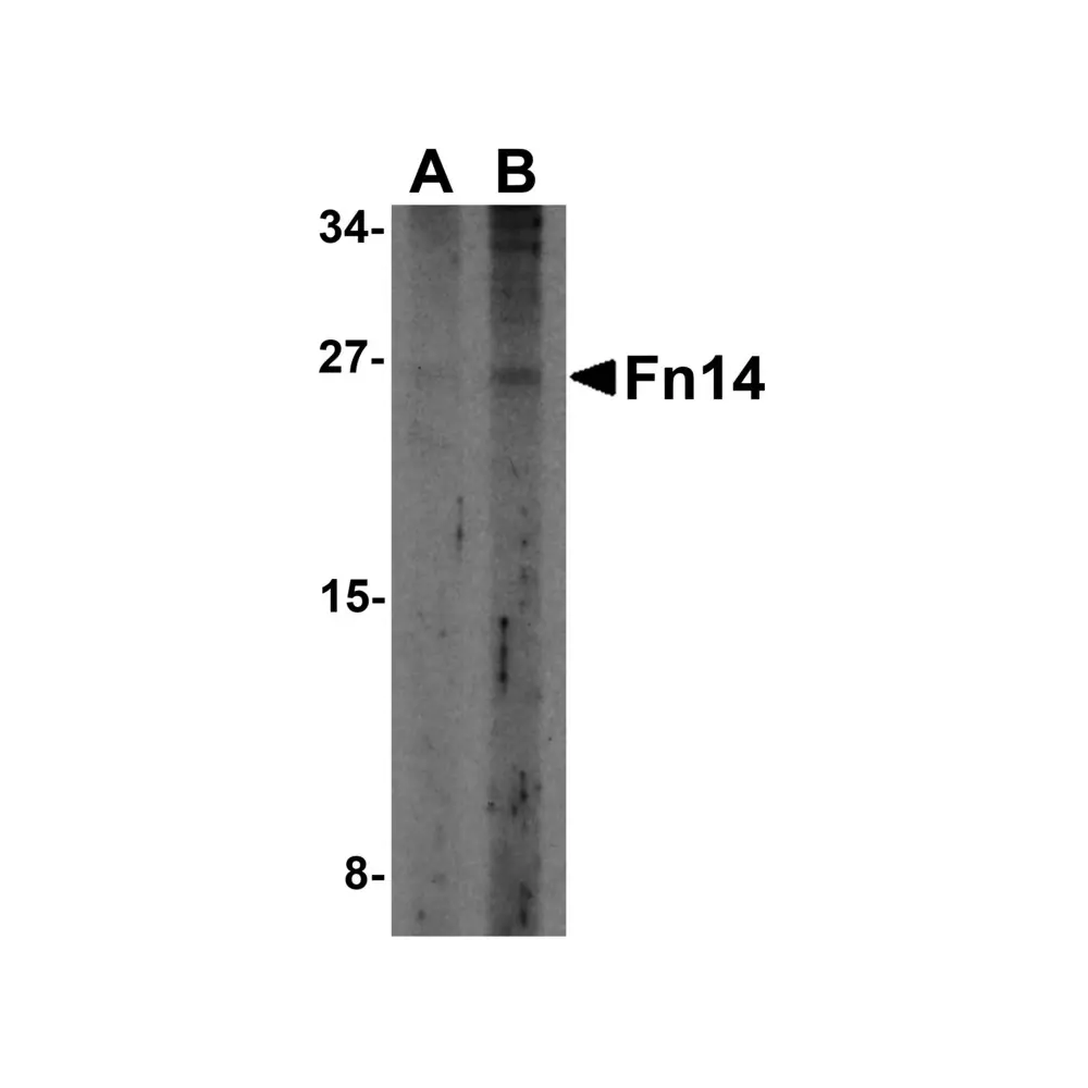 ProSci 3951_S Fn14 Antibody, ProSci, 0.02 mg/Unit Primary Image