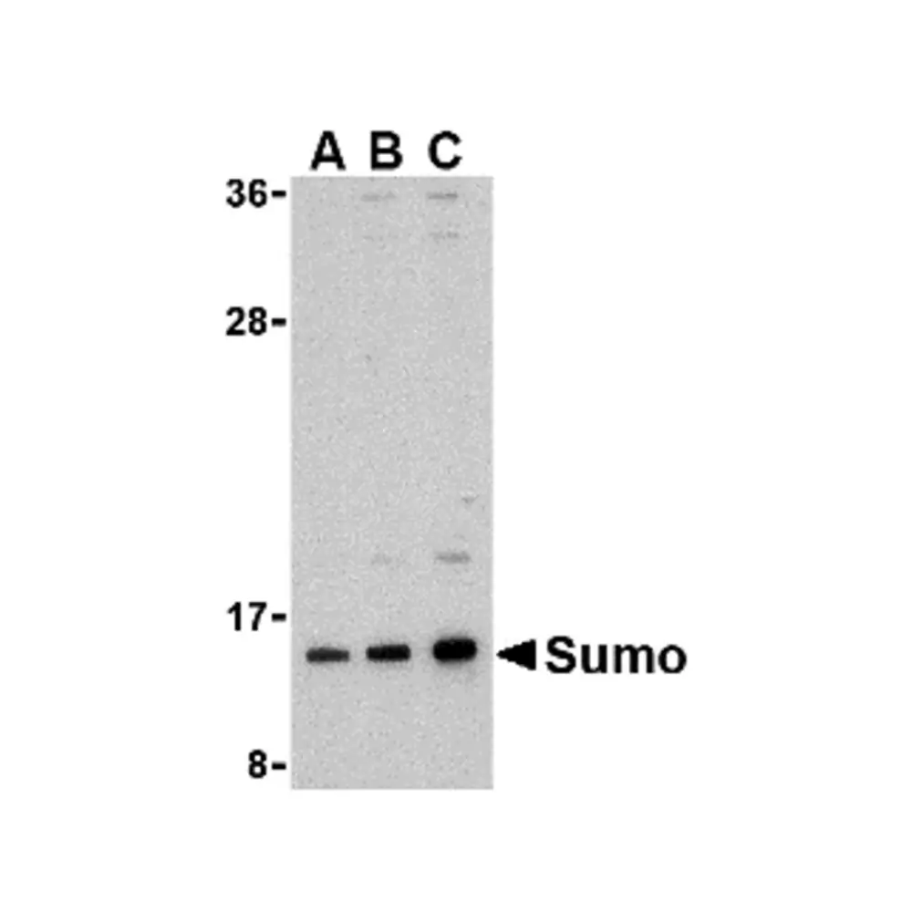 ProSci 3969_S Sumo Antibody, ProSci, 0.02 mg/Unit Primary Image