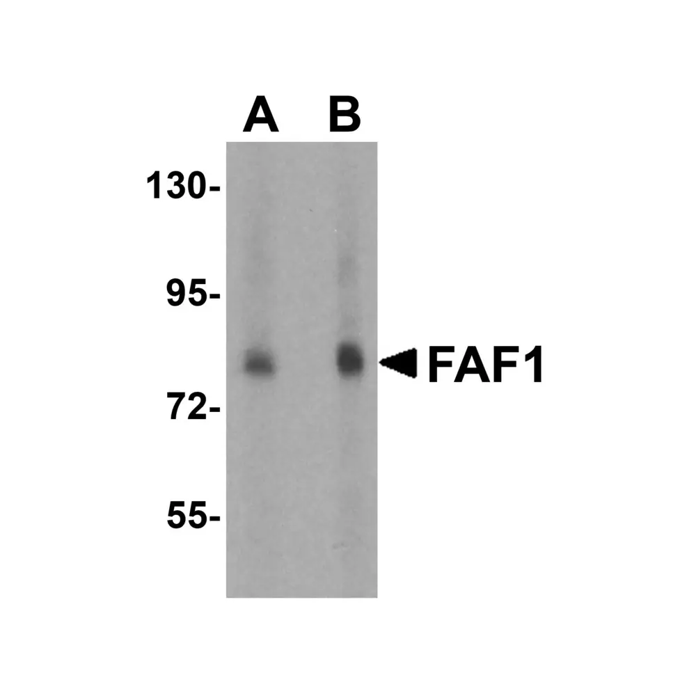 ProSci 3993 FAF1 Antibody, ProSci, 0.1 mg/Unit Primary Image