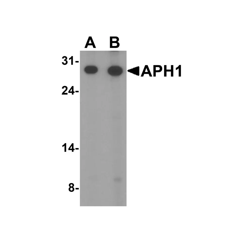 ProSci 4003 APH1 Antibody, ProSci, 0.1 mg/Unit Primary Image