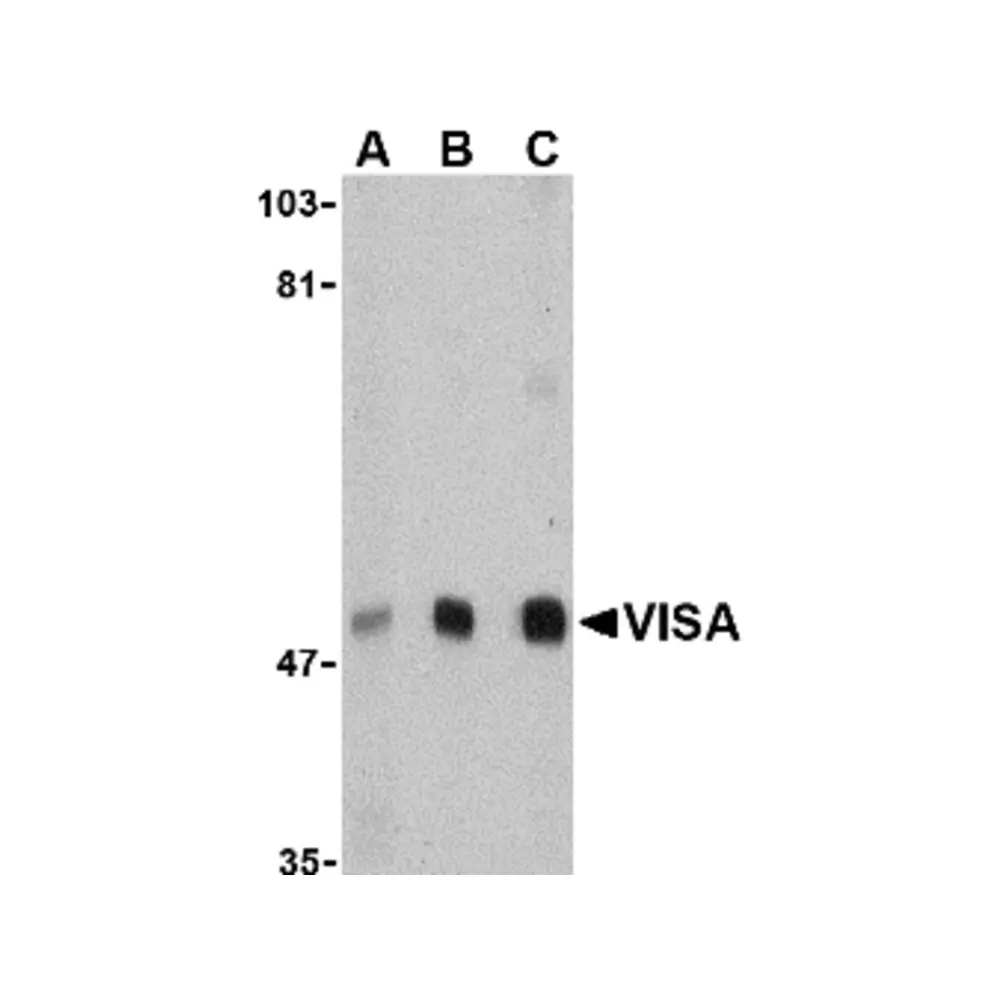 ProSci 4053_S VISA Antibody, ProSci, 0.02 mg/Unit Primary Image