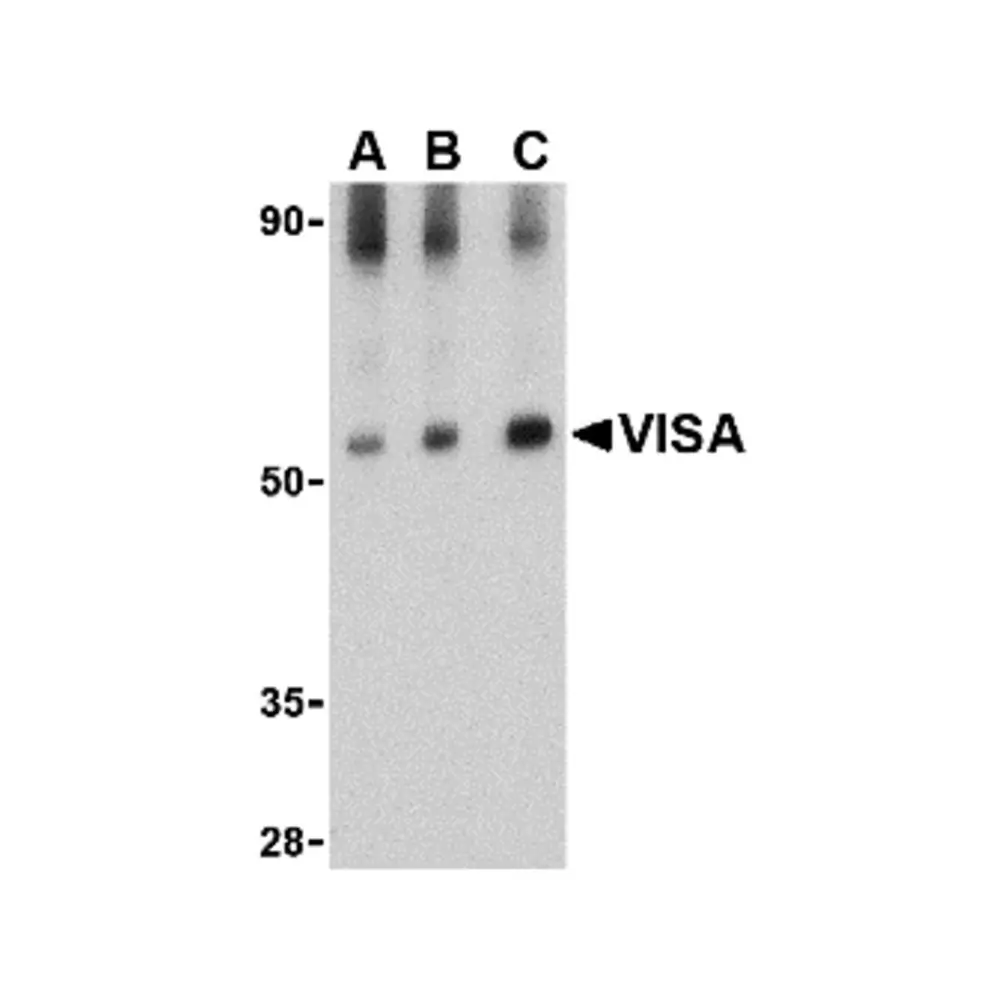 ProSci 4055 VISA Antibody, ProSci, 0.1 mg/Unit Primary Image