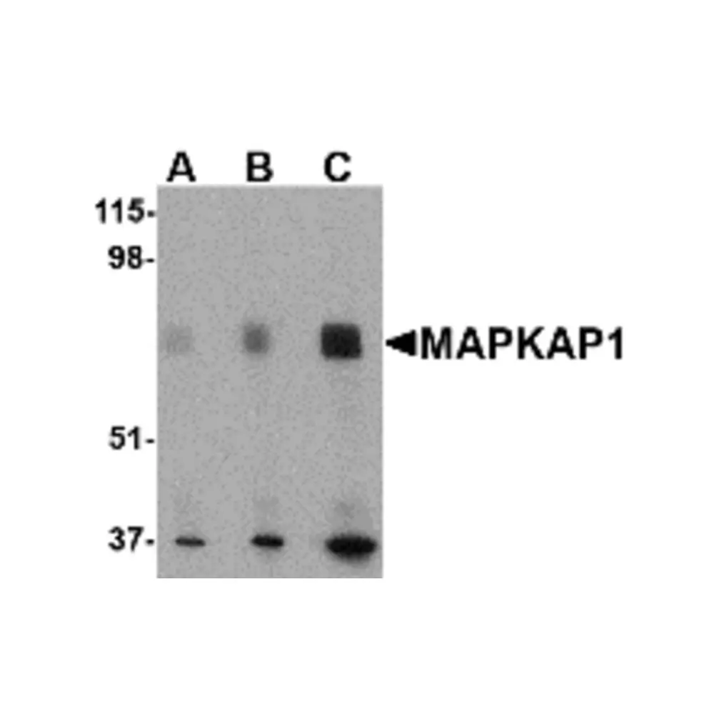 ProSci 4077_S MAPKAP1 Antibody, ProSci, 0.02 mg/Unit Primary Image