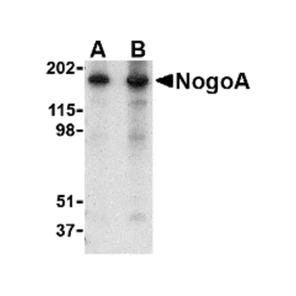 ProSci 4087 NogoA Antibody, ProSci, 0.1 mg/Unit Primary Image