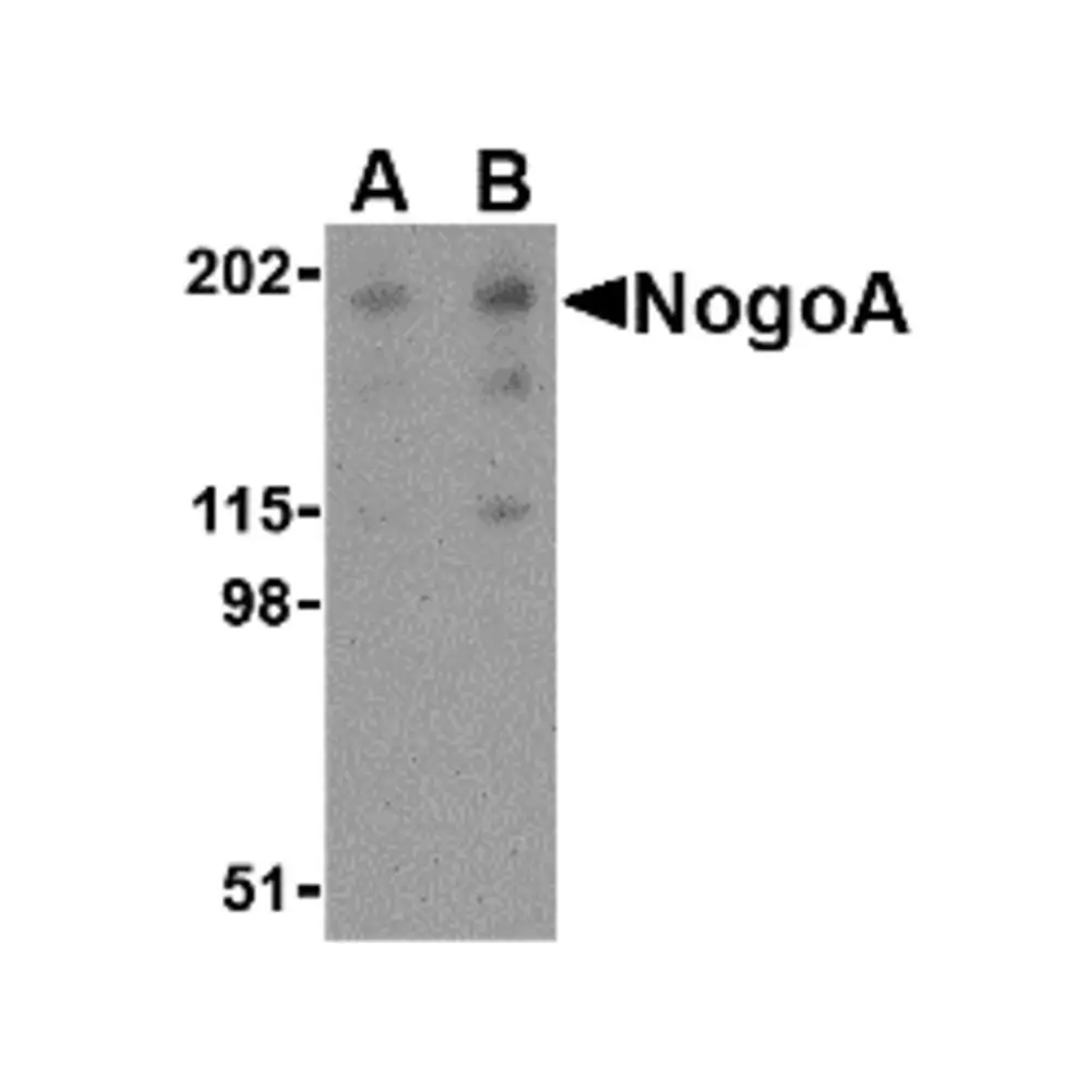 ProSci 4089 NogoA Antibody, ProSci, 0.1 mg/Unit Primary Image