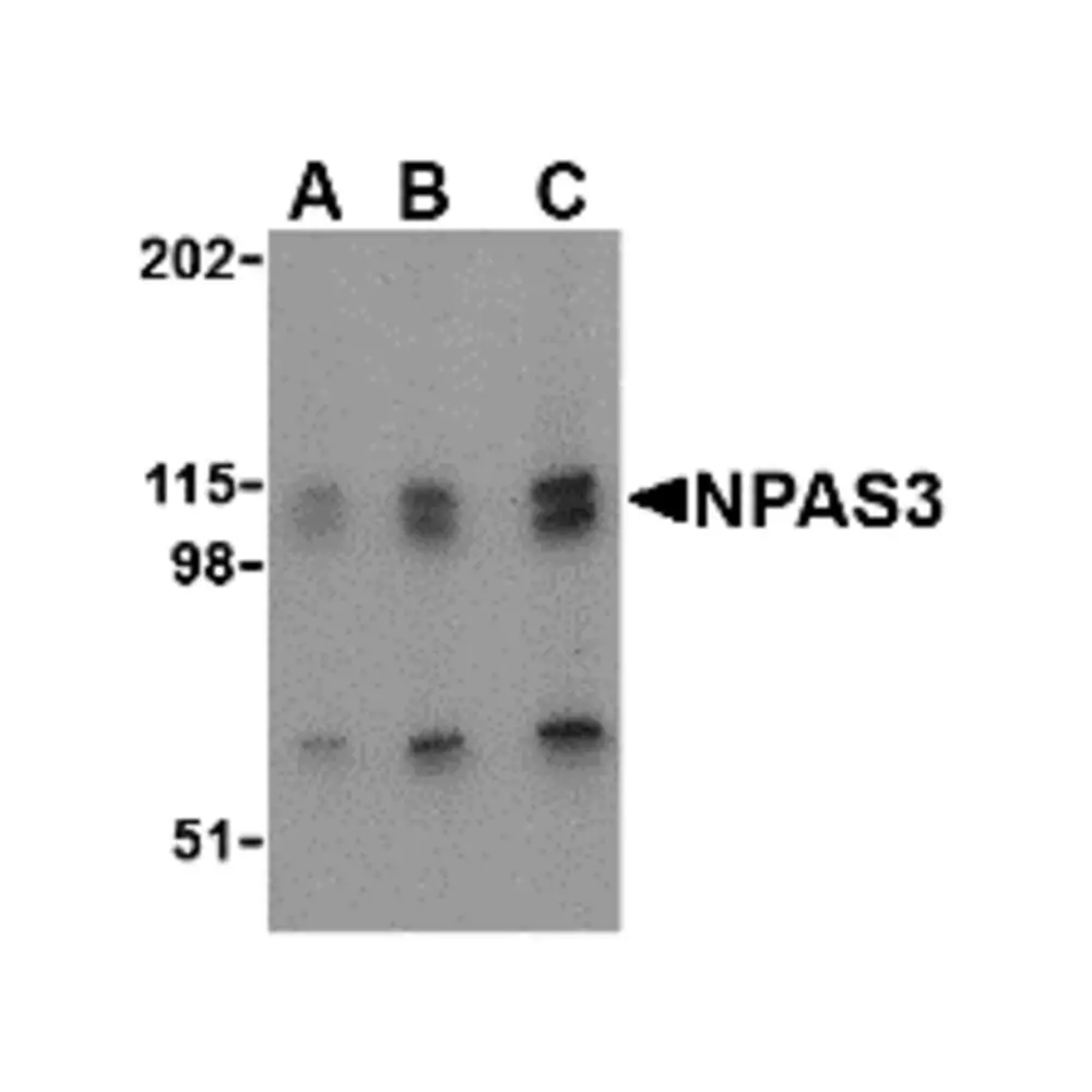 ProSci 4107 NPAS3 Antibody, ProSci, 0.1 mg/Unit Primary Image