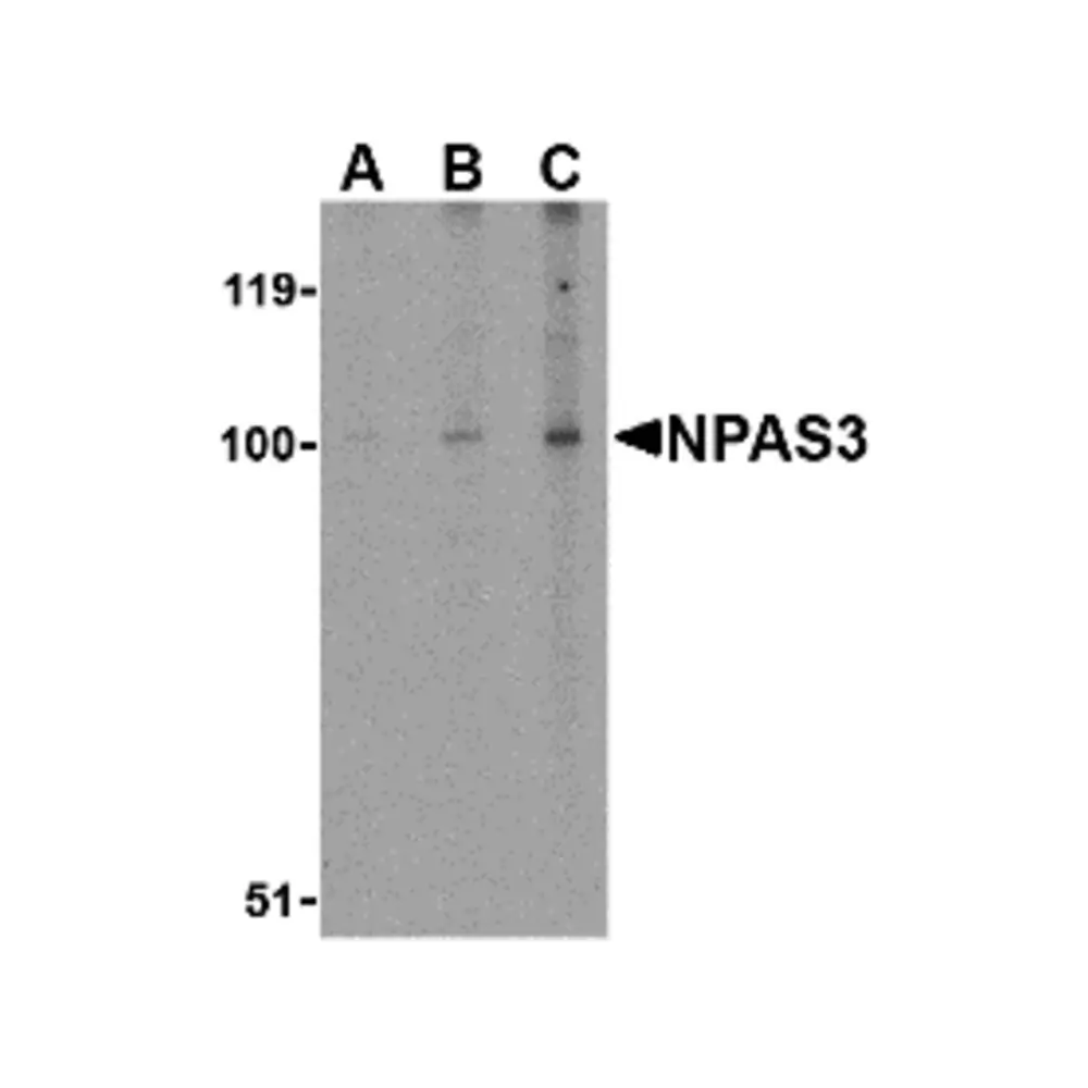 ProSci 4109 NPAS3 Antibody, ProSci, 0.1 mg/Unit Primary Image