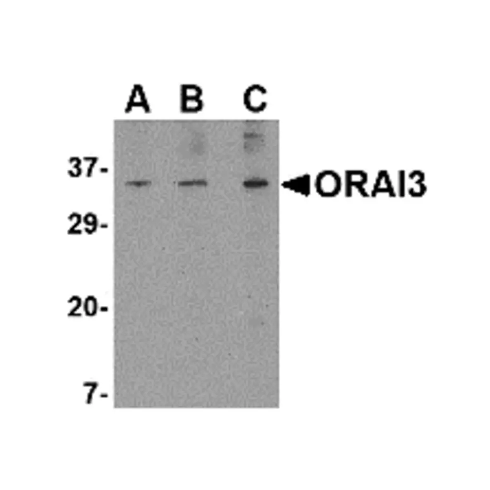 ProSci 4117 ORAI3 Antibody, ProSci, 0.1 mg/Unit Primary Image