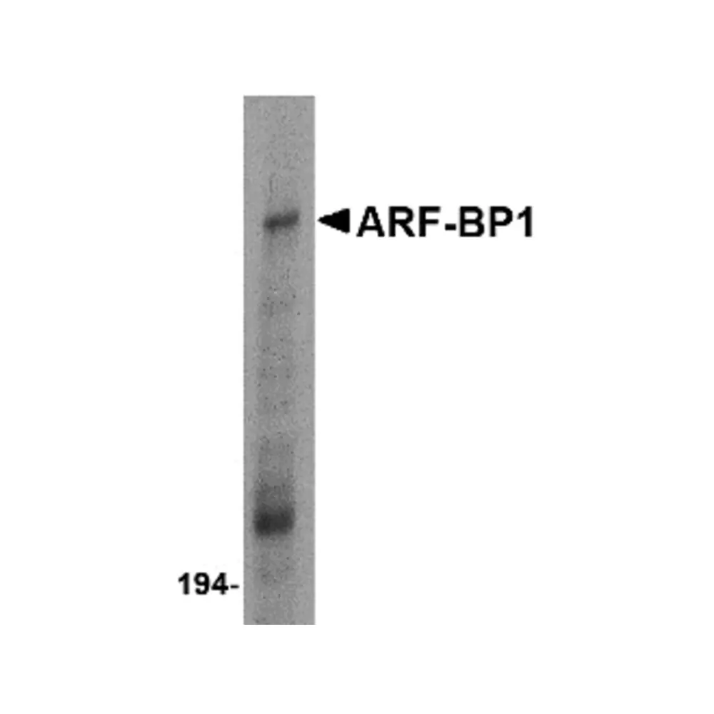ProSci 4213 ARF-BP1 Antibody, ProSci, 0.1 mg/Unit Primary Image
