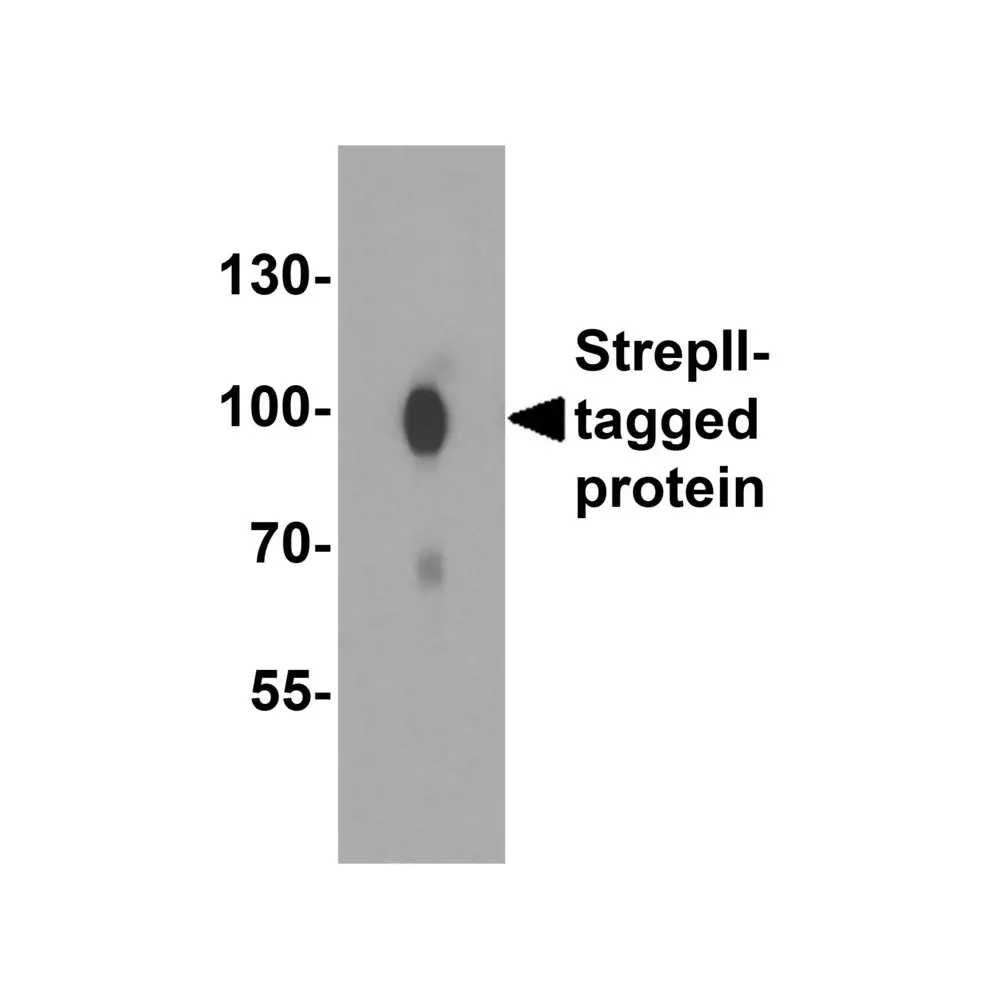 ProSci 4217_S StrepII-tag Antibody, ProSci, 0.02 mg/Unit Primary Image