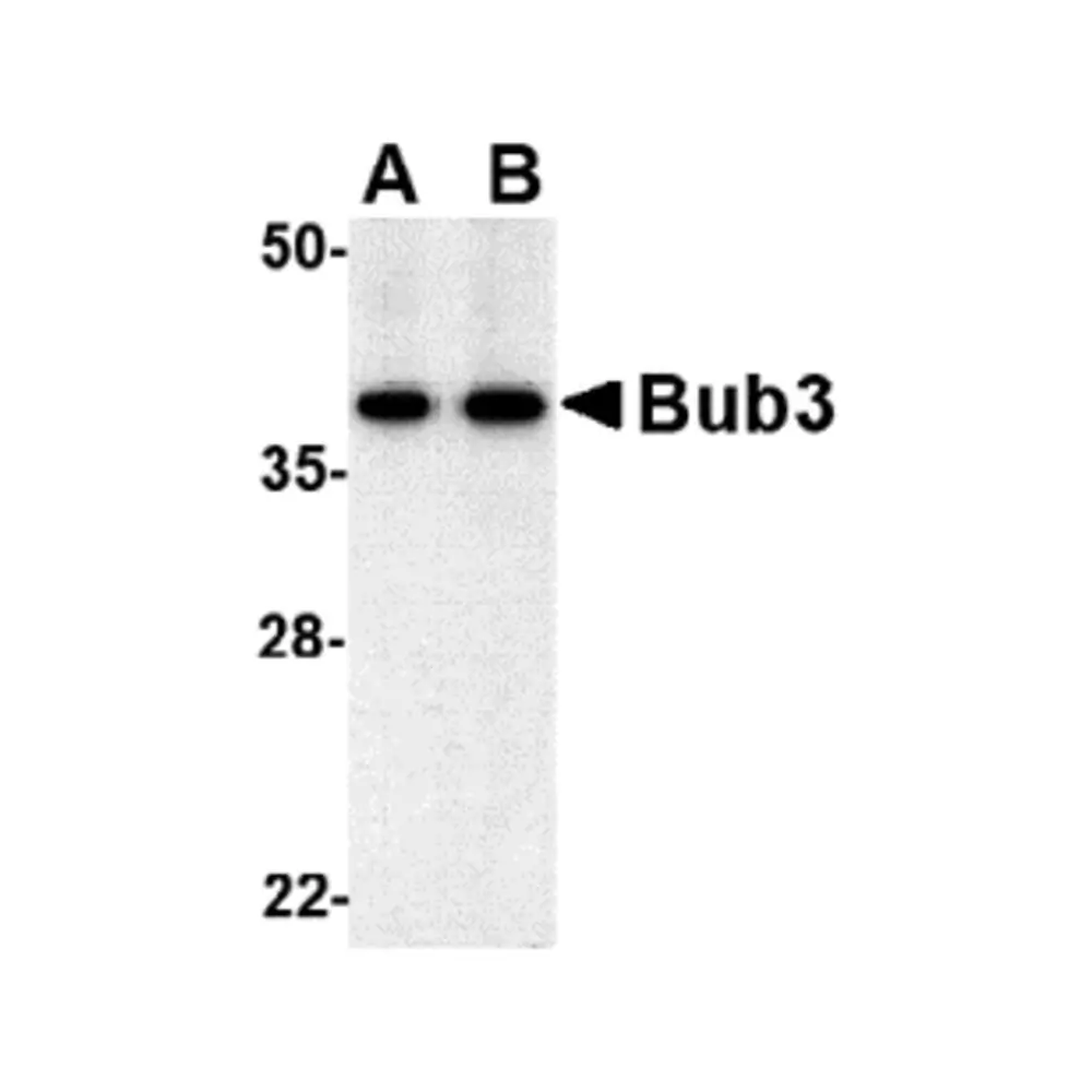 ProSci 4227 Bub3 Antibody, ProSci, 0.1 mg/Unit Primary Image