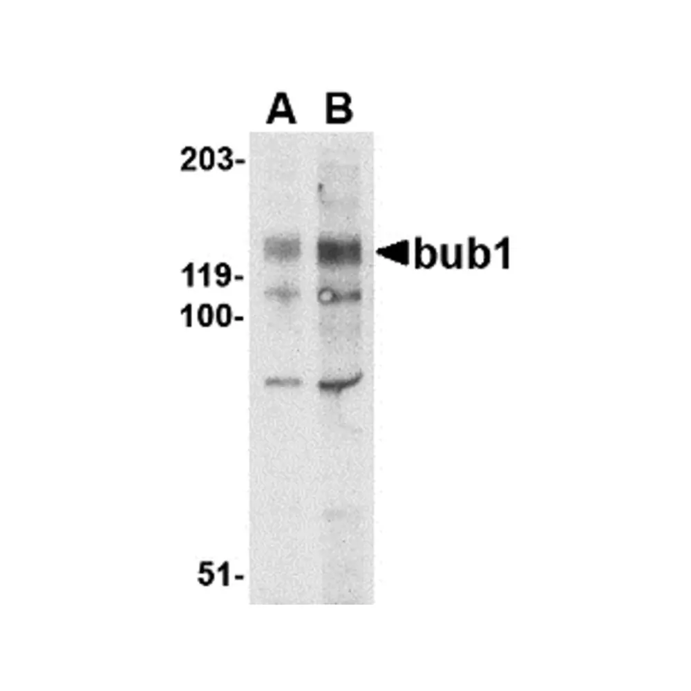 ProSci 4229 Bub1 Antibody, ProSci, 0.1 mg/Unit Primary Image