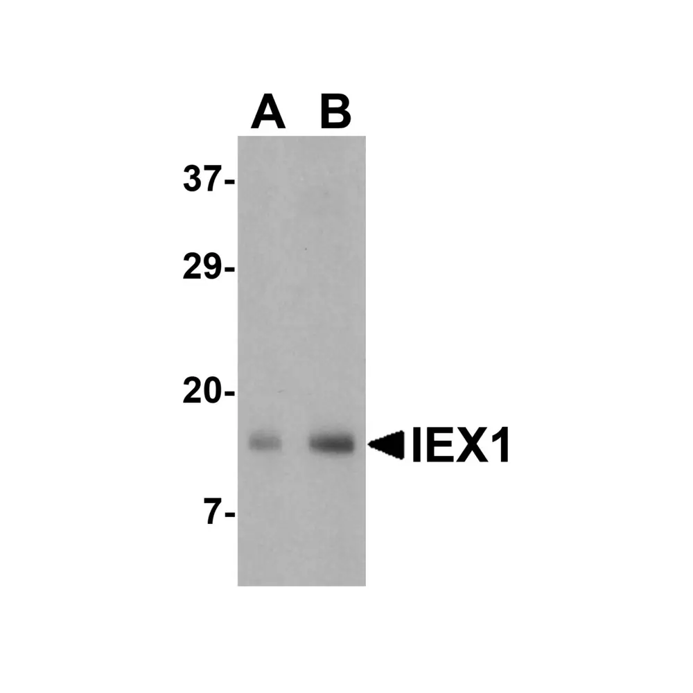 ProSci 4247 IEX-1 Antibody, ProSci, 0.1 mg/Unit Primary Image