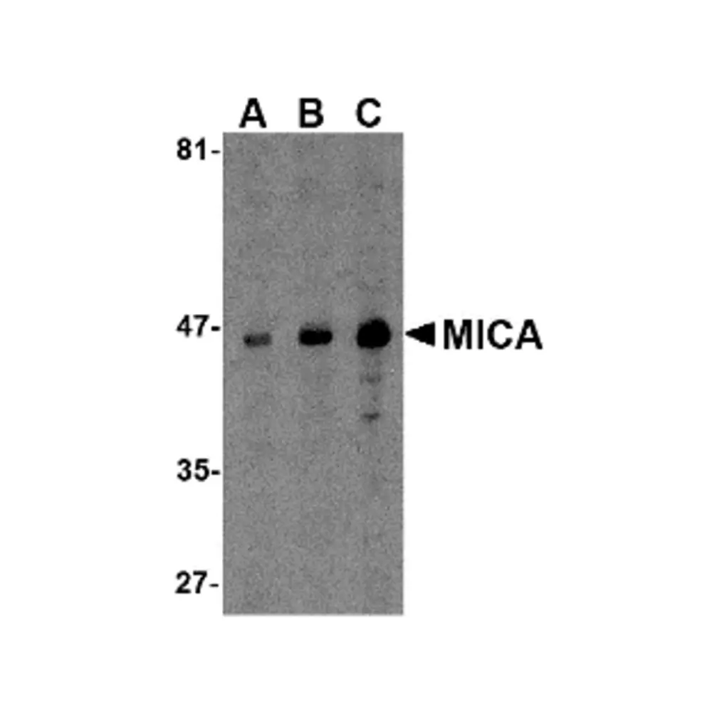 ProSci 4261 MICA Antibody, ProSci, 0.1 mg/Unit Primary Image