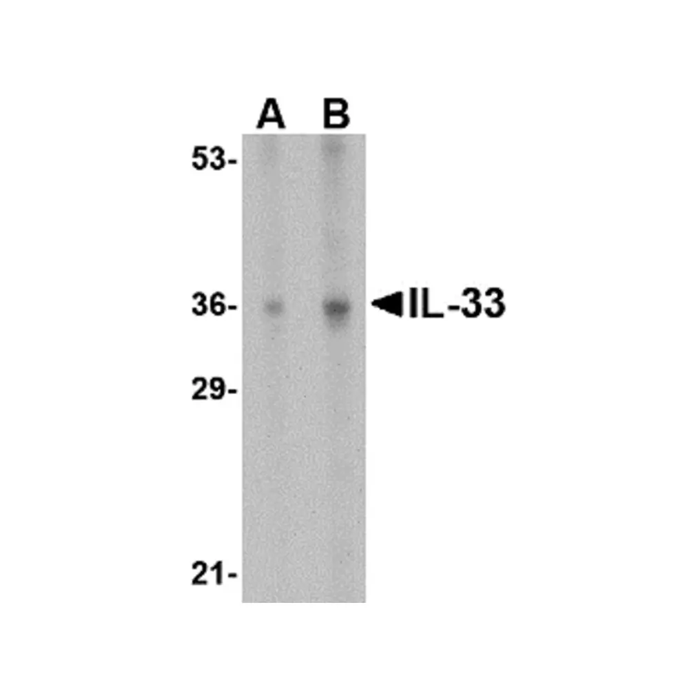 ProSci 4271_S IL-33 Antibody, ProSci, 0.02 mg/Unit Primary Image