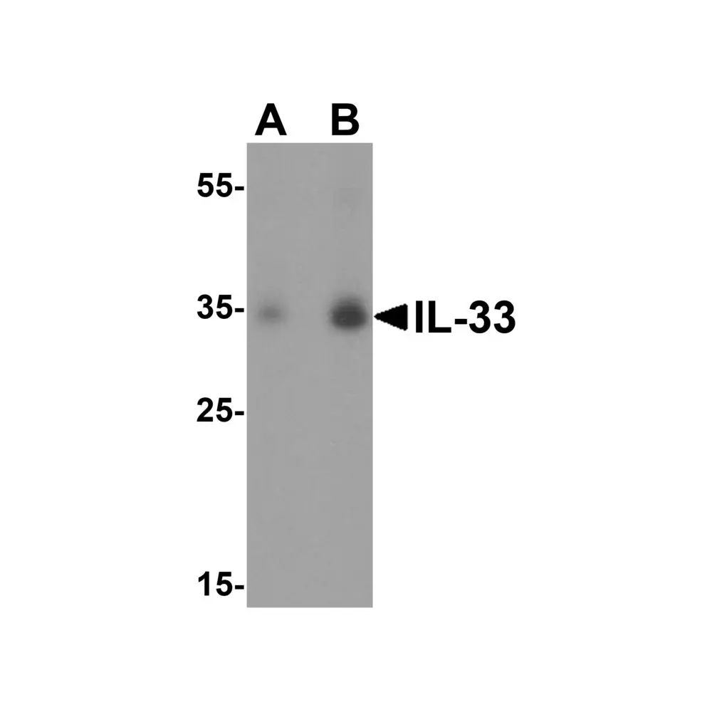 ProSci 4273 IL-33 Antibody, ProSci, 0.1 mg/Unit Primary Image