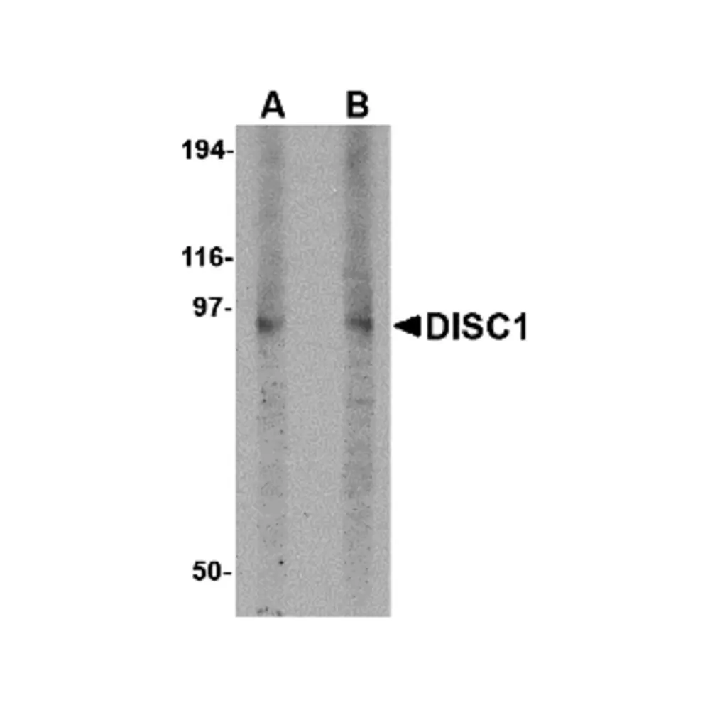 ProSci 4293_S DISC1 Antibody, ProSci, 0.02 mg/Unit Primary Image