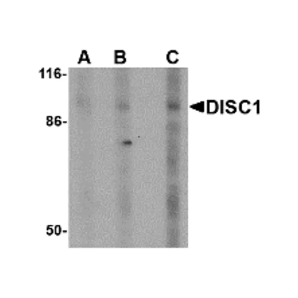 ProSci 4295 DISC1 Antibody, ProSci, 0.1 mg/Unit Primary Image
