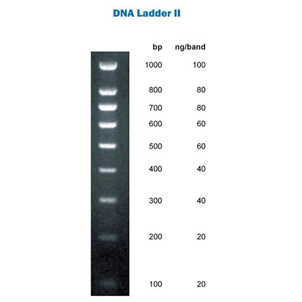 Apex Bioresearch Products 42-430 Apex DNA Ladder II, 200 Lanes, 100-1,000bp, 1 x 1.0ml/Unit primary image
